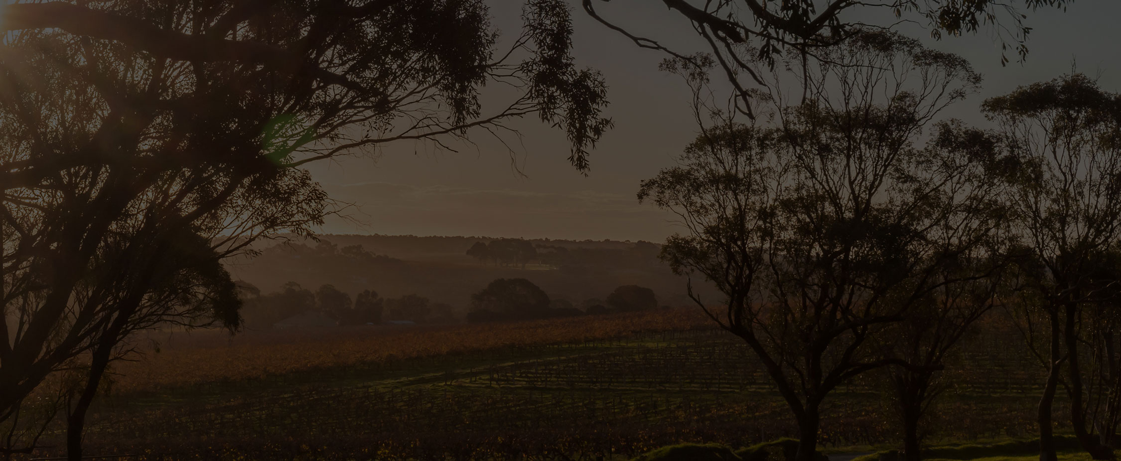 A landscape image of a wine vineyard at sunset